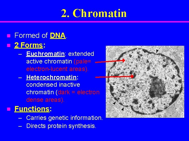 2. Chromatin n n Formed of DNA. 2 Forms: – Euchromatin: extended active chromatin