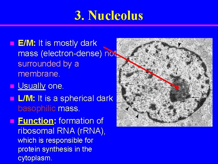 3. Nucleolus n n E/M: It is mostly dark mass (electron-dense) not surrounded by