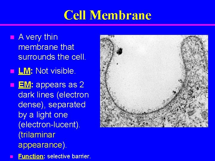 Cell Membrane n A very thin membrane that surrounds the cell. n LM: Not
