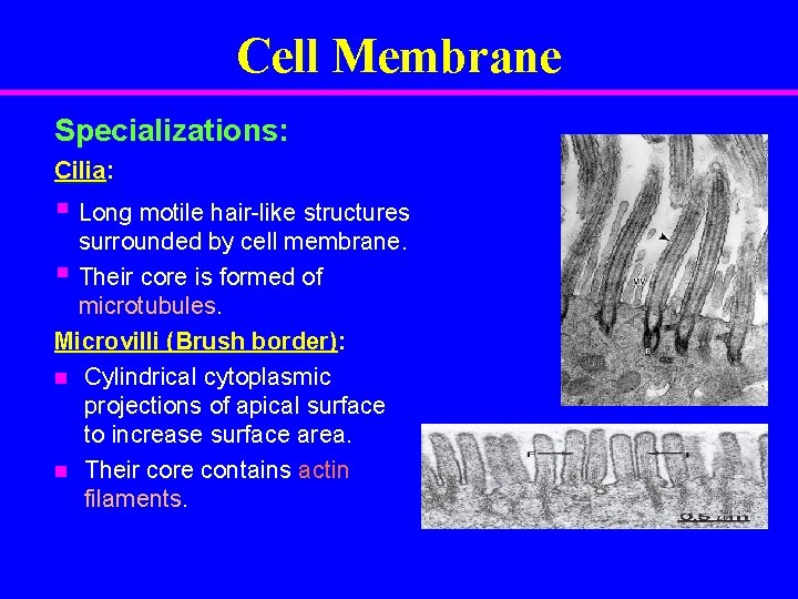 Cell Membrane Specializations: Cilia: § Long motile hair-like structures surrounded by cell membrane. §