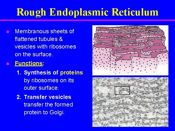 Rough Endoplasmic Reticulum n Membranous sheets of flattened tubules & vesicles with ribosomes on