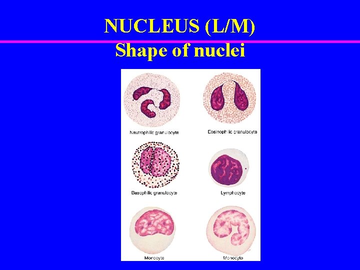 NUCLEUS (L/M) Shape of nuclei 