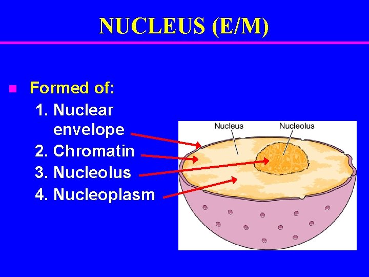 NUCLEUS (E/M) n Formed of: 1. Nuclear envelope 2. Chromatin 3. Nucleolus 4. Nucleoplasm