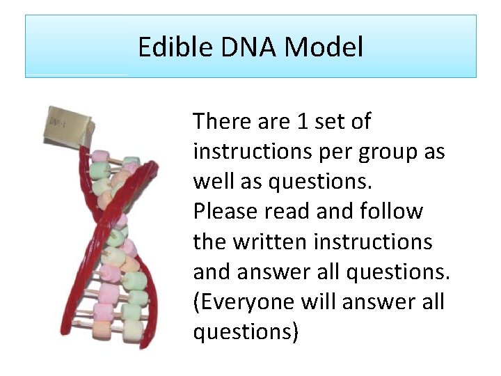 Edible DNA Model There are 1 set of instructions per group as well as