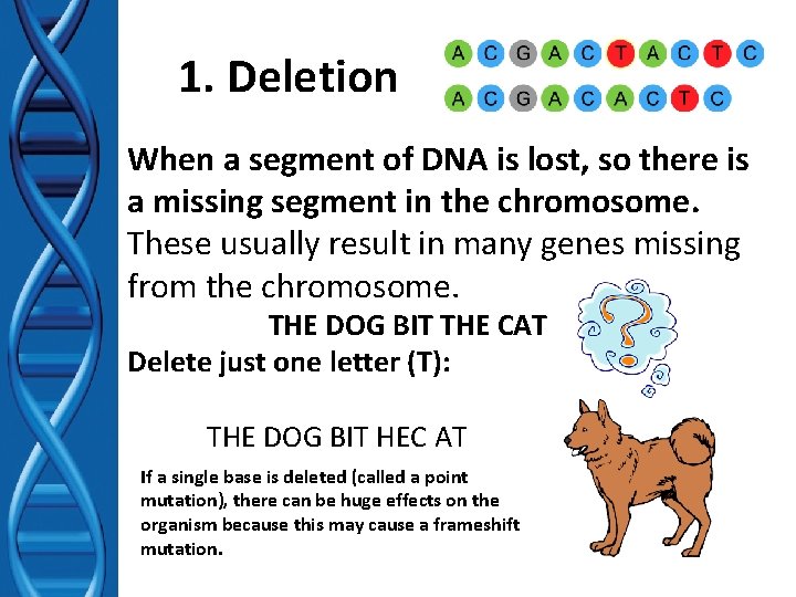 1. Deletion When a segment of DNA is lost, so there is a missing