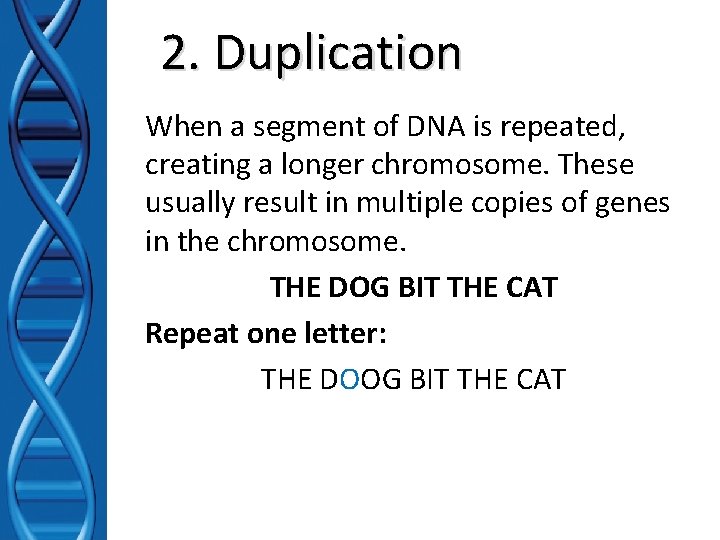 2. Duplication When a segment of DNA is repeated, creating a longer chromosome. These