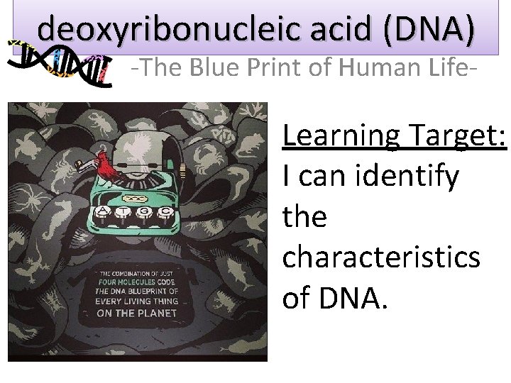 deoxyribonucleic acid (DNA) ‐The Blue Print of Human Life‐ Learning Target: I can identify
