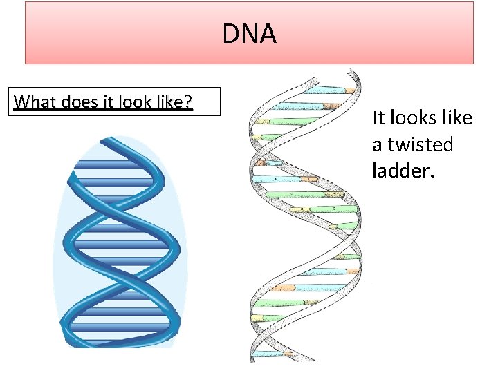 DNA What does it look like? It looks like a twisted ladder. 