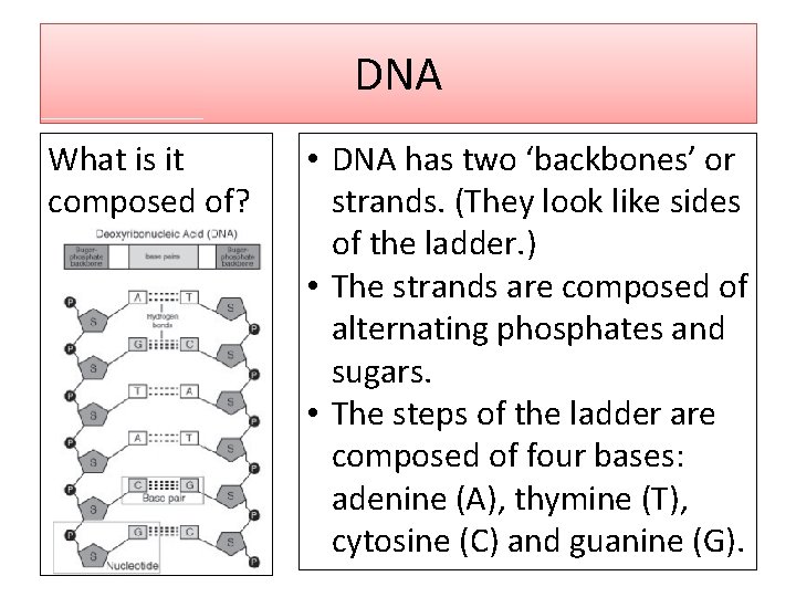 DNA What is it composed of? • DNA has two ‘backbones’ or strands. (They