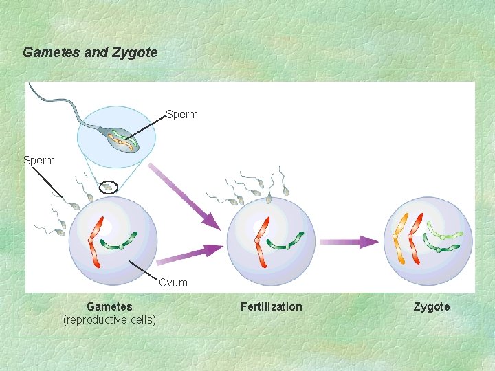Gametes and Zygote Sperm Ovum Gametes (reproductive cells) Fertilization Zygote 
