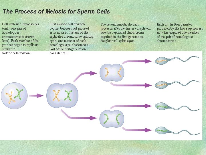 The Process of Meiosis for Sperm Cells Cell with 46 chromosomes (only one pair