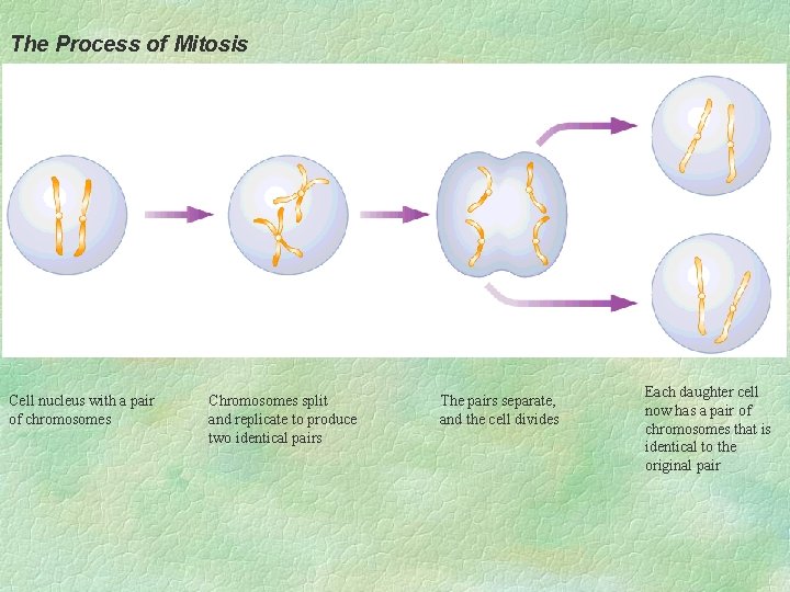 The Process of Mitosis Cell nucleus with a pair of chromosomes Chromosomes split and