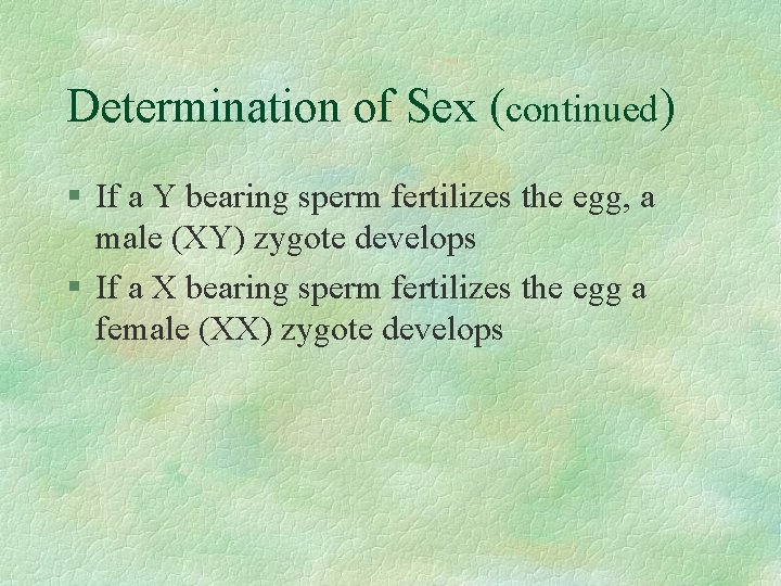 Determination of Sex (continued) § If a Y bearing sperm fertilizes the egg, a