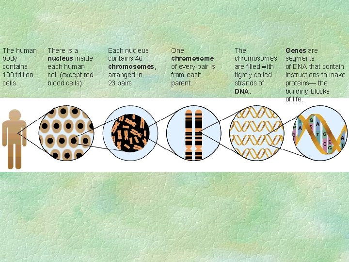 The human body contains 100 trillion cells. There is a nucleus inside each human