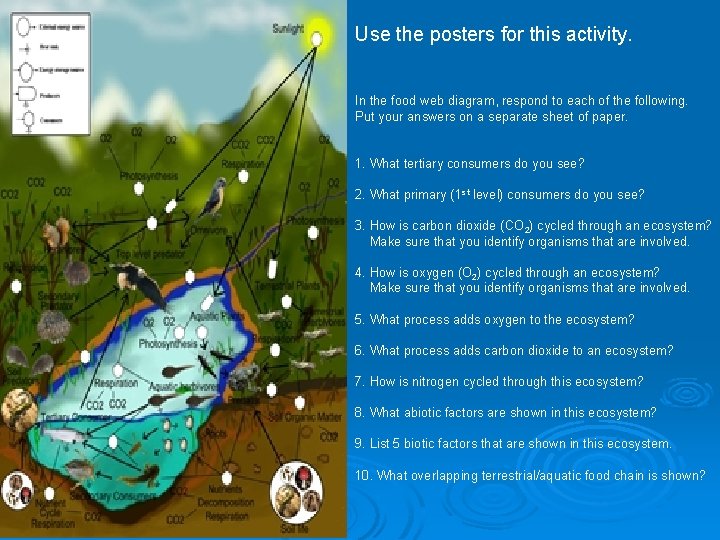 Use the posters for this activity. In the food web diagram, respond to each