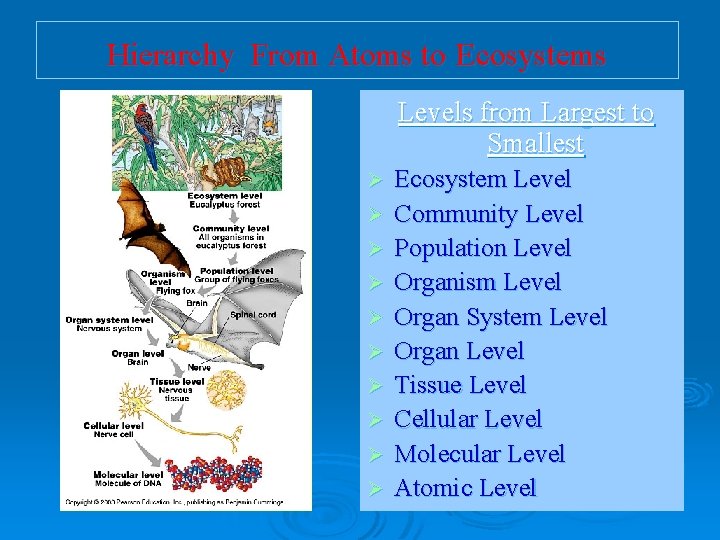 Hierarchy From Atoms to Ecosystems Levels from Largest to Smallest Ø Ø Ø Ø