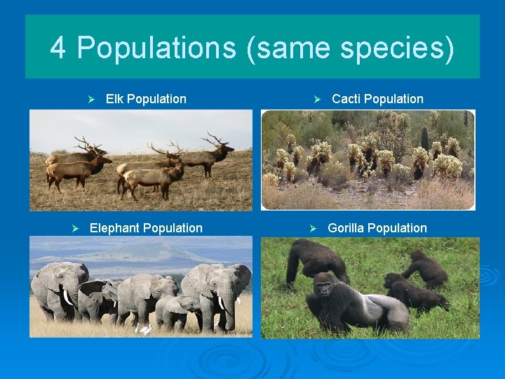 4 Populations (same species) Ø Ø Elk Population Elephant Population Ø Ø Cacti Population