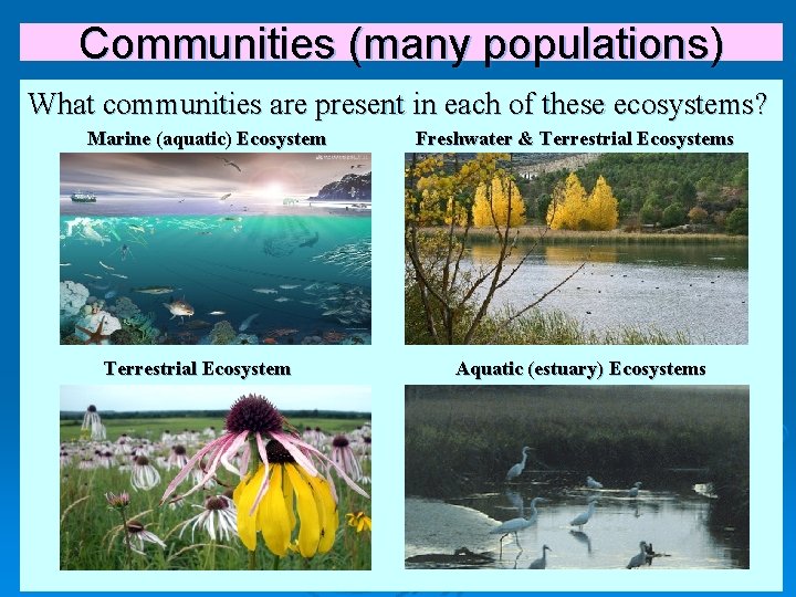 Communities (many populations) What communities are present in each of these ecosystems? Marine (aquatic)