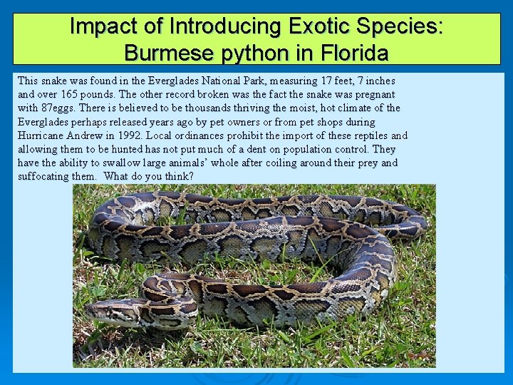 Impact of Introducing Exotic Species: Burmese python in Florida This snake was found in
