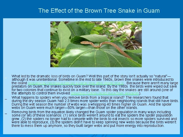 The Effect of the Brown Tree Snake in Guam _ _ _ What led