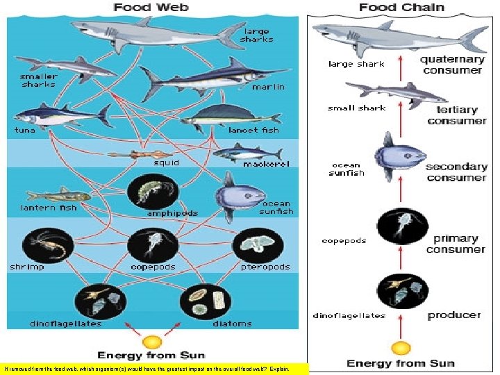 If removed from the food web, which organism (s) would have the greatest impact