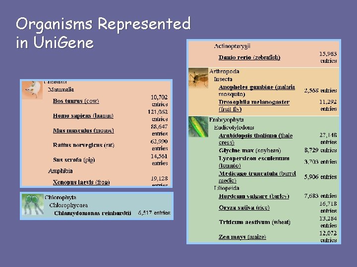 Organisms Represented in Uni. Gene 