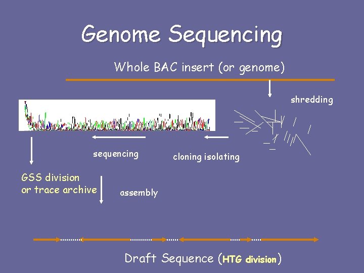 Genome Sequencing Whole BAC insert (or genome) shredding sequencing GSS division or trace archive