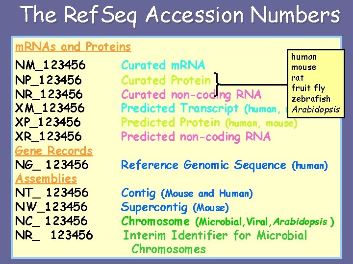 The Ref. Seq Accession Numbers m. RNAs and Proteins NM_123456 NP_123456 NR_123456 XM_123456 XP_123456