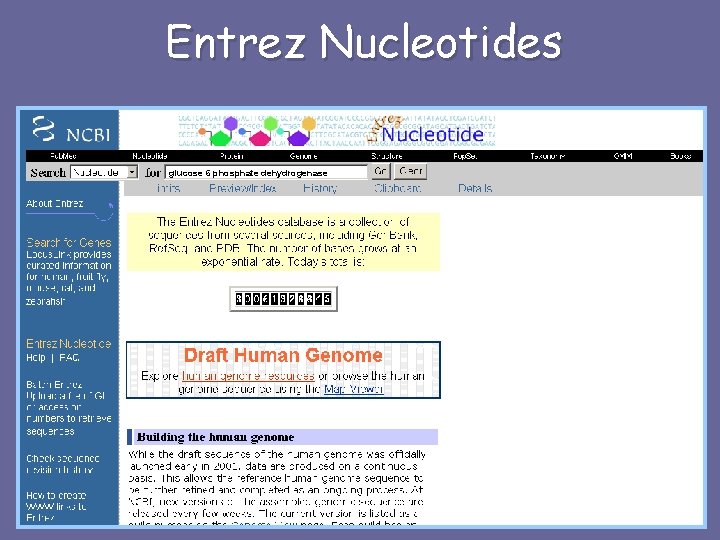 Entrez Nucleotides glucose 6 phosphate dehydrogenase 