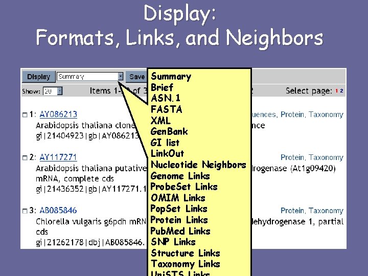 Display: Formats, Links, and Neighbors Summary Brief ASN. 1 FASTA XML Gen. Bank GI