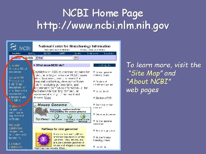 NCBI Home Page http: //www. ncbi. nlm. nih. gov To learn more, visit the