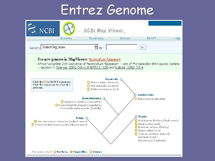 Entrez Genome 