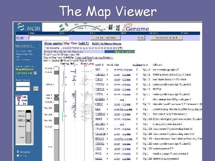 The Map Viewer 