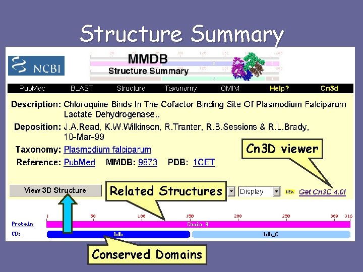 Structure Summary Cn 3 D viewer Related Structures Conserved Domains 