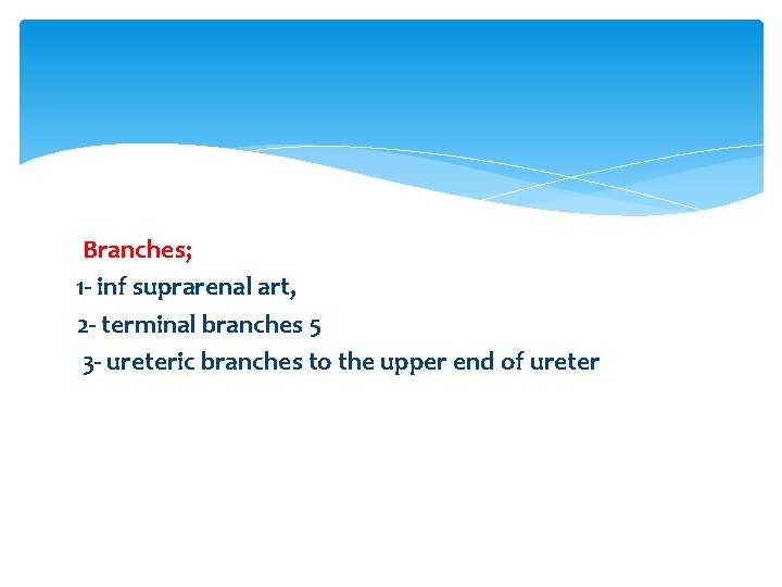 Branches; 1 - inf suprarenal art, 2 - terminal branches 5 3 - ureteric Branches; 1 - inf suprarenal art, 2 - terminal branches 5 3 - ureteric
