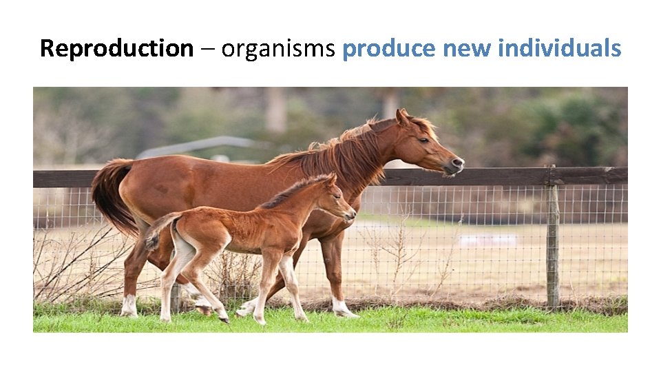 Reproduction – organisms produce new individuals 