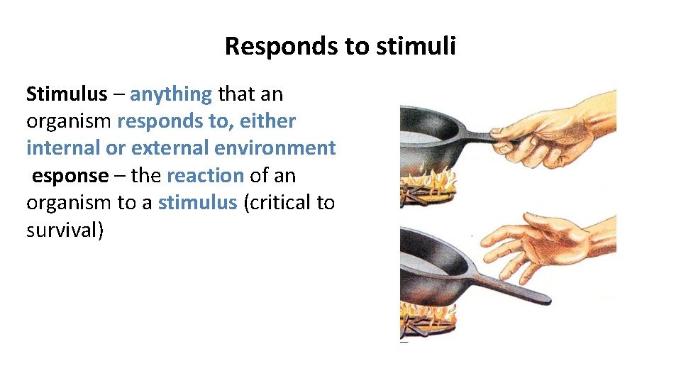 Responds to stimuli Stimulus – anything that an organism responds to, either internal or