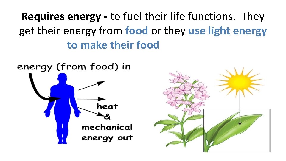 Requires energy - to fuel their life functions. They get their energy from food