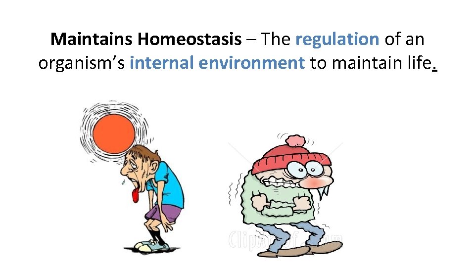 Maintains Homeostasis – The regulation of an organism’s internal environment to maintain life. 