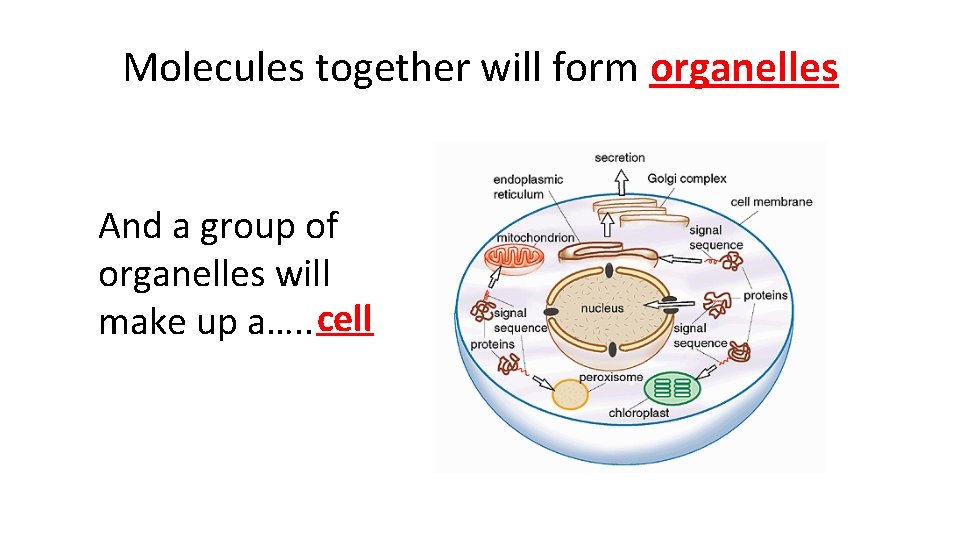 Molecules together will form organelles And a group of organelles will make up a….