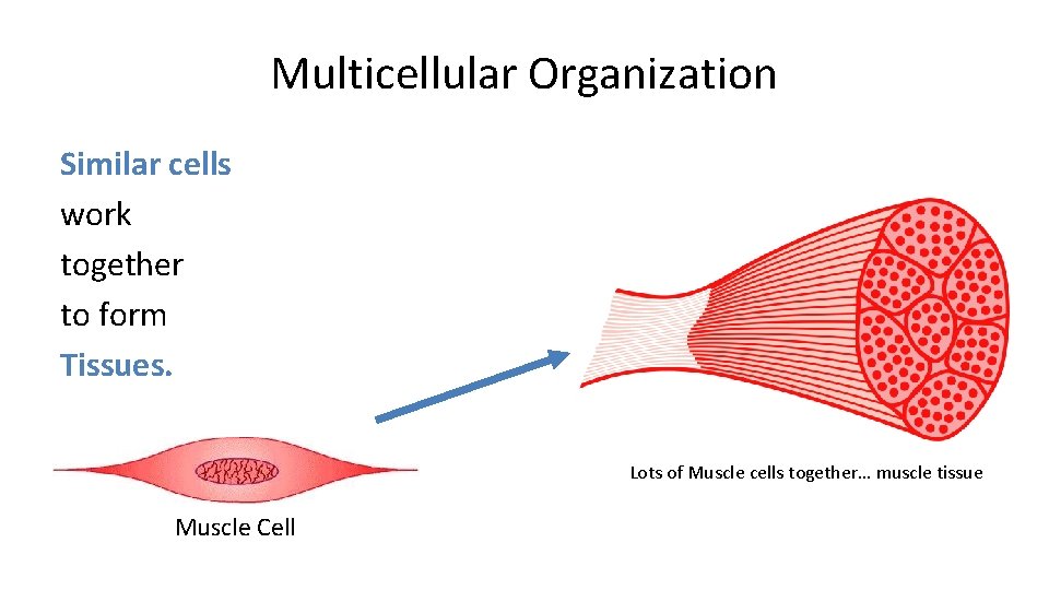 Multicellular Organization Similar cells work together to form Tissues. Lots of Muscle cells together…