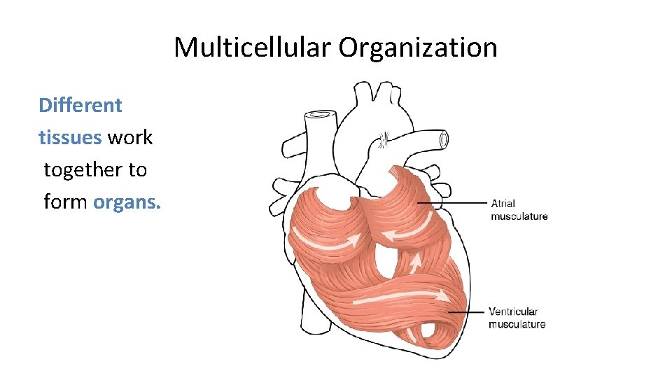 Multicellular Organization Different tissues work together to form organs. 