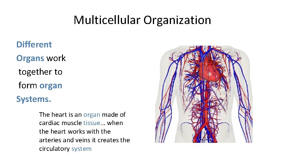 Multicellular Organization Different Organs work together to form organ Systems. The heart is an