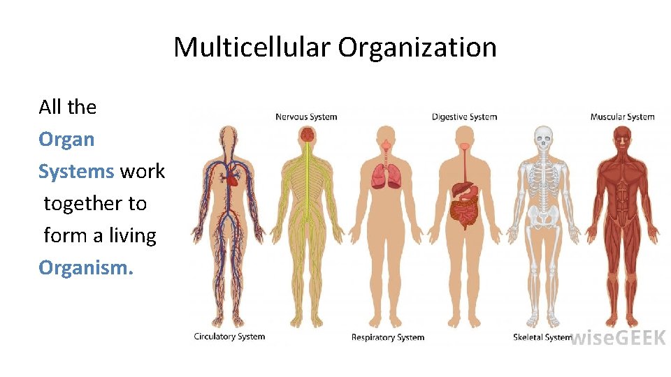 Multicellular Organization All the Organ Systems work together to form a living Organism. 