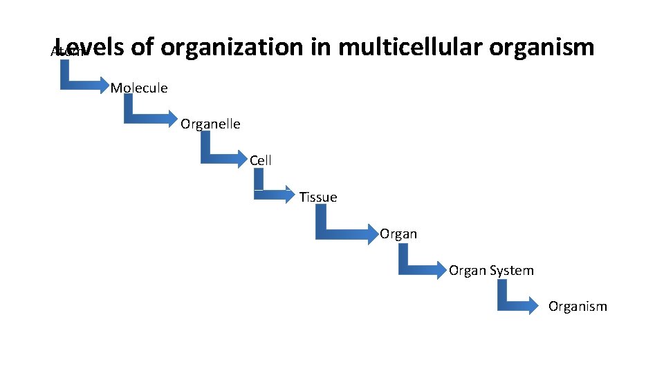 Levels of organization in multicellular organism  Atom Molecule Organelle Cell Tissue Organ System Organism