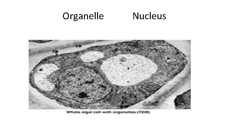 Organelle Nucleus 