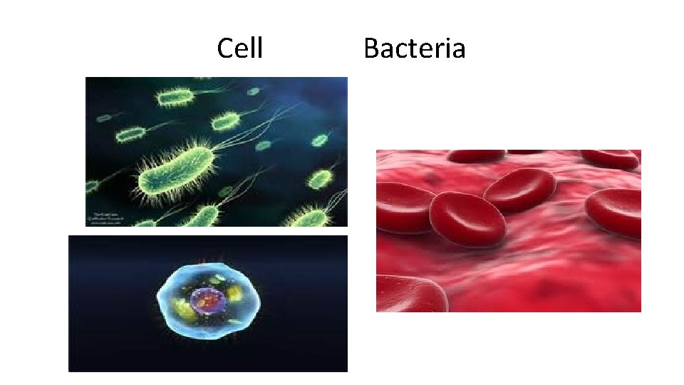 Cell Bacteria 