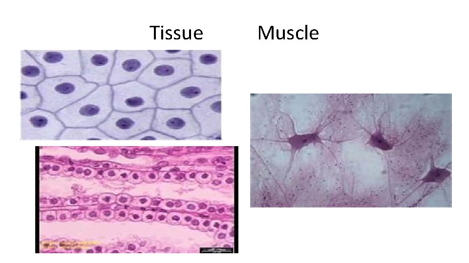 Tissue Muscle 