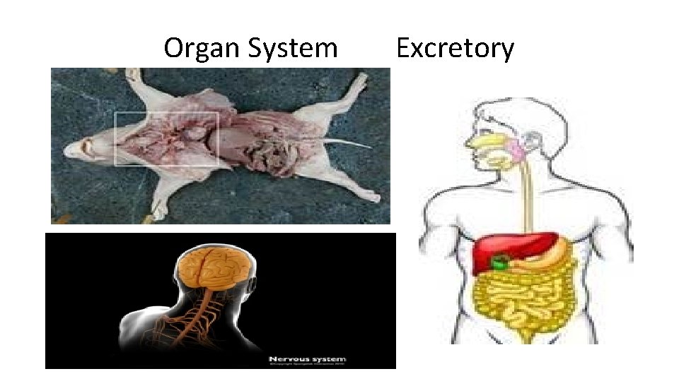 Organ System Excretory 