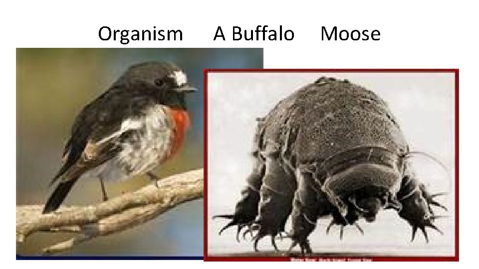 Organism A Buffalo Moose 